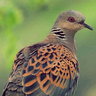 Логотип Телеграм канала الشقاوي🎶🔕. Бесплатная аналитика Telegram каналов