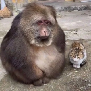 Логотип Телеграм канала . Бесплатная аналитика Telegram каналов