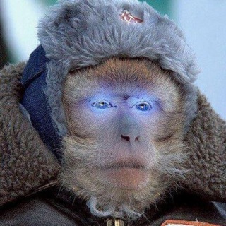 Логотип Телеграм канала . Бесплатная аналитика Telegram каналов