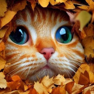 Логотип Телеграм канала . Бесплатная аналитика Telegram каналов