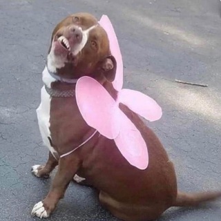 Логотип Телеграм канала . Бесплатная аналитика Telegram каналов