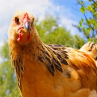 Логотип Телеграм канала lap2a. Бесплатная аналитика Telegram каналов