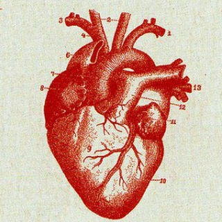 Telegram Channel logo anatomy_cheloveka. Free Telegram Channel Analytics