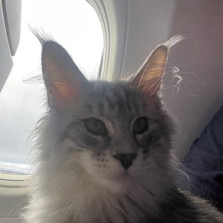 Telegram Channel logo pets_carrier. Free Telegram Channel Analytics