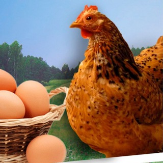 Telegram Channel logo kury_nesushki. Free Telegram Channel Analytics