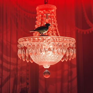 Telegram Channel logo bird_home. Free Telegram Channel Analytics