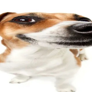 Логотип Телеграм канала suchgif. Бесплатная аналитика Telegram каналов