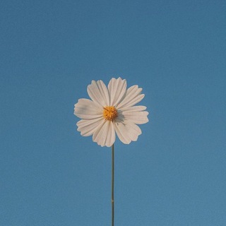 Telegram Channel logo bmpagepagebm. Free Telegram Channel Analytics