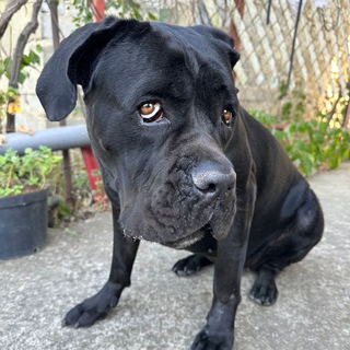 Логотип Телеграм канала lawyer_the_joker. Бесплатная аналитика Telegram каналов