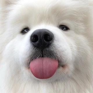 Логотип Телеграм канала Пикчи с любовью. Бесплатная аналитика Telegram каналов