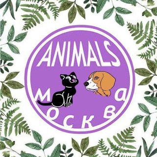 Логотип Телеграм канала catdogmsk_chat. Бесплатная аналитика Telegram каналов