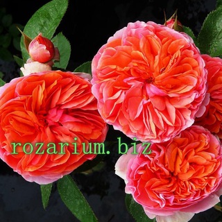 Логотип Телеграм канала rozarium_biz. Бесплатная аналитика Telegram каналов