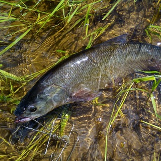 Логотип Телеграм канала samarafish. Бесплатная аналитика Telegram каналов