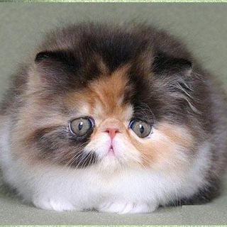 Логотип Телеграм канала . Бесплатная аналитика Telegram каналов