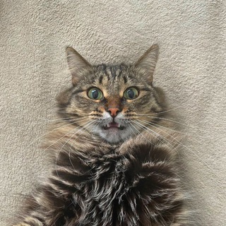 Логотип Телеграм канала . Бесплатная аналитика Telegram каналов