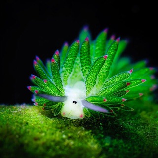 Telegram Channel logo The unseen world. Free Telegram Channel Analytics