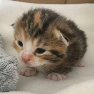 Логотип Телеграм канала myakichi. Бесплатная аналитика Telegram каналов