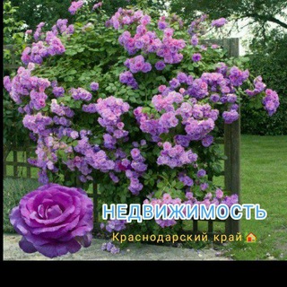 Telegram Channel logo snimysdamprodamjiliogel. Free Telegram Channel Analytics