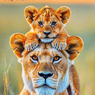 Telegram Channel logo liberaveritas✨. Free Telegram Channel Analytics