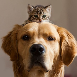 Логотип Телеграм канала dogs_cats_video. Бесплатная аналитика Telegram каналов