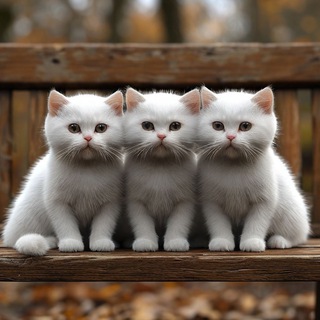 Telegram Channel logo +xDi-XIcDQOk0Yzc1. Free Telegram Channel Analytics