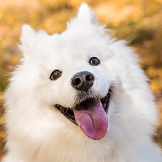 Логотип Телеграм канала sobachki_gav. Бесплатная аналитика Telegram каналов