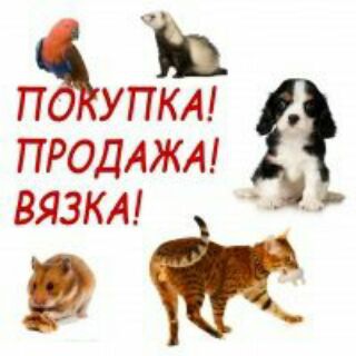 Логотип Телеграм канала uz_animal_chat. Бесплатная аналитика Telegram каналов