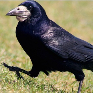 Логотип Телеграм канала . Бесплатная аналитика Telegram каналов