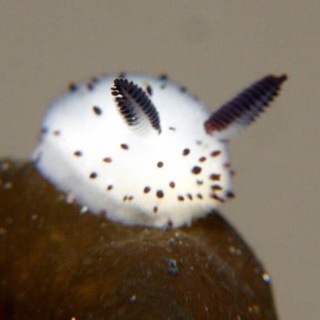 Логотип Телеграм канала . Бесплатная аналитика Telegram каналов