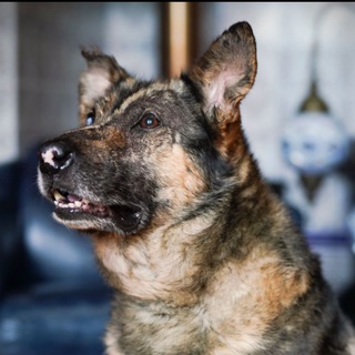 Логотип Телеграм канала . Бесплатная аналитика Telegram каналов