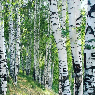 Логотип Телеграм канала Живу в Подмосковье. Бесплатная аналитика Telegram каналов