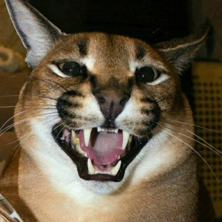 Telegram Channel logo Floppa Edits. Free Telegram Channel Analytics