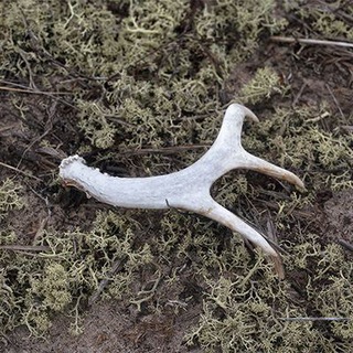 Логотип Телеграм канала . Бесплатная аналитика Telegram каналов