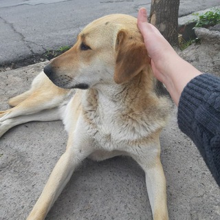 Логотип Телеграм канала حامیان حیوانات و دادلی. Бесплатная аналитика Telegram каналов