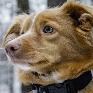 Telegram Channel logo Cute dogs 🐶. Free Telegram Channel Analytics