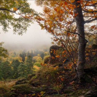 Telegram Channel logo cottagecore home. Free Telegram Channel Analytics