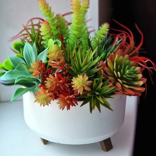 Telegram Channel logo succulent_flowers. Free Telegram Channel Analytics