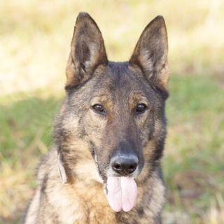 Telegram Channel logo Liberty Overwatch. Free Telegram Channel Analytics