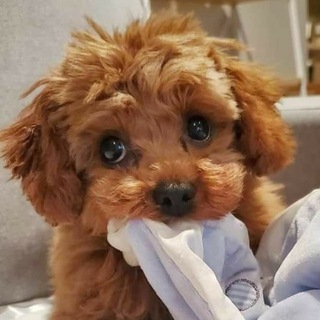 Telegram Channel logo maltipudel. Free Telegram Channel Analytics