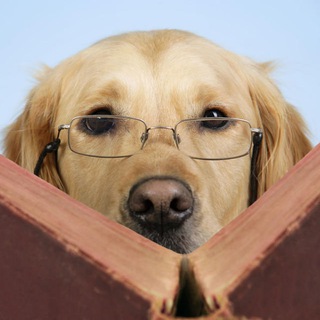 Telegram Channel logo . Free Telegram Channel Analytics