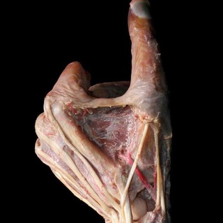 Логотип Телеграм канала chirurgia_1. Бесплатная аналитика Telegram каналов