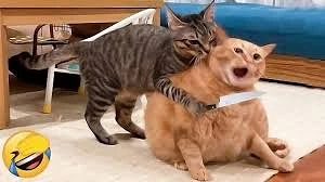 Логотип Телеграм канала humorpic. Бесплатная аналитика Telegram каналов