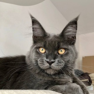 Telegram Channel logo kotoamatsukamimainecoon. Free Telegram Channel Analytics