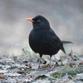 Логотип Телеграм канала net_m7. Бесплатная аналитика Telegram каналов