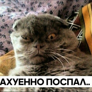 Логотип Телеграм канала . Бесплатная аналитика Telegram каналов