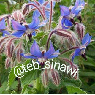 Логотип Телеграм канала کانال " طب سینوی ". Бесплатная аналитика Telegram каналов