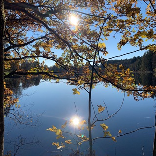 Telegram Channel logo federLeICHT🪶🌎🕊️. Free Telegram Channel Analytics