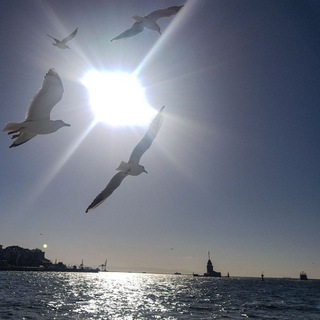 Telegram Channel logo İstanbul. Free Telegram Channel Analytics