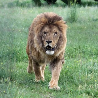 Telegram Channel logo parktaigan. Free Telegram Channel Analytics