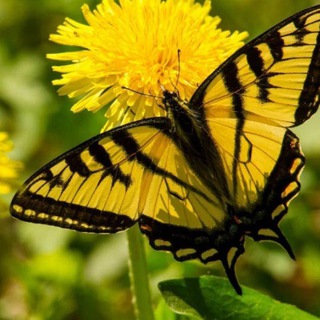 Telegram Channel logo +DJEXGkgaALpkNzgy. Free Telegram Channel Analytics